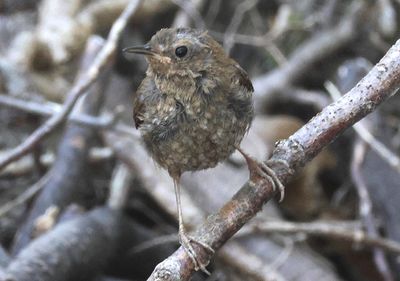 Pacific Wren 