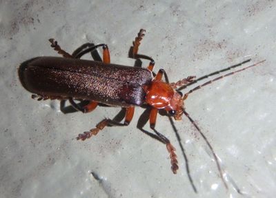Pacificanthia consors; Soldier Beetle species