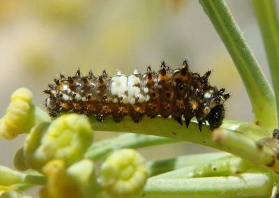 Papilio zelicaon; Anise Swallowtail caterpillar; early instar