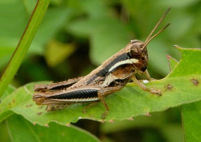 Paroxya atlantica; Atlantic Grasshopper nymph