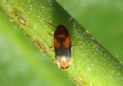 Pentaria False Flower Beetle species
