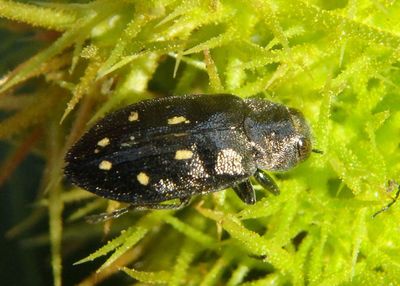 Phaenops Metallic Wood-boring Beetle species