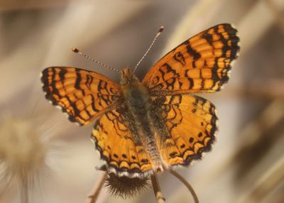 Phyciodes mylitta; Mylitta Crescent