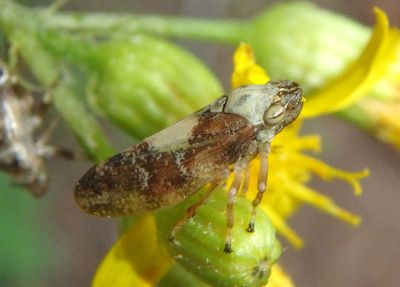 Aphrophora Spittlebug species