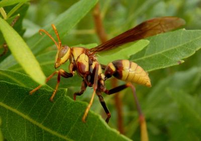 Polistes major; Horse Paper Wasp