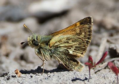 Polites sabuleti; Sandhill Skipper; female