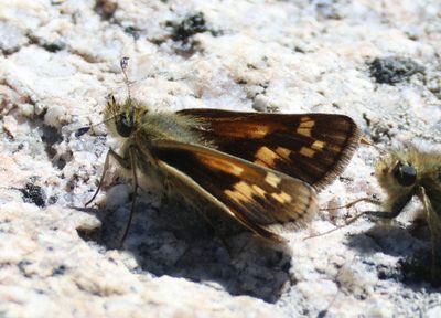 Polites sabuleti; Sandhill Skipper; female