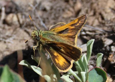Polites sabuleti; Sandhill Skipper; male