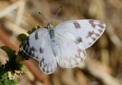 Pontia protodice; Checkered White; female