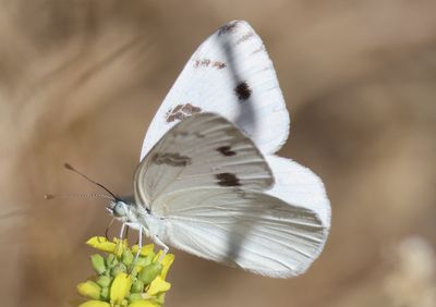 Pontia protodice; Checkered White; male