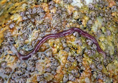 Purple Ribbon Worm