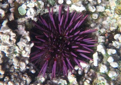 Purple Sea Urchin 