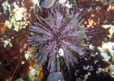 Purple Sea Urchin