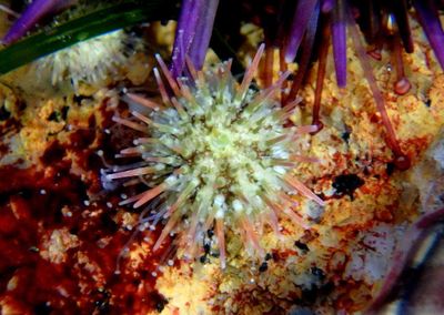 Purple Sea Urchin; juvenile