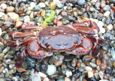 Purple Shore Crab