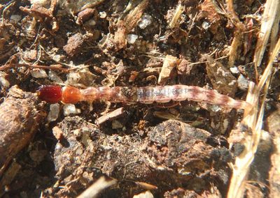 Raphidioptera Snakefly species larva