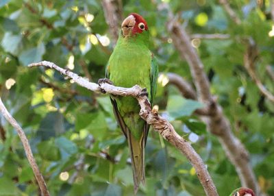 Red-masked Parakeet; exotic 