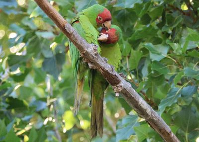 Red-masked Parakeets; exotic