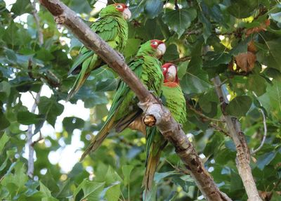 Red-masked Parakeets; exotic