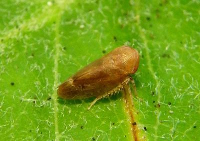 Reticopsis Leafhopper species