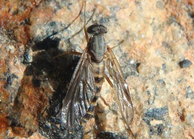 Rhagio Snipe Fly species