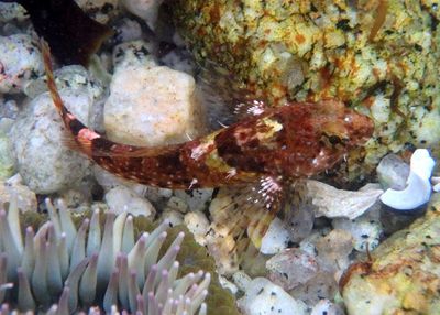 Rosy Sculpin