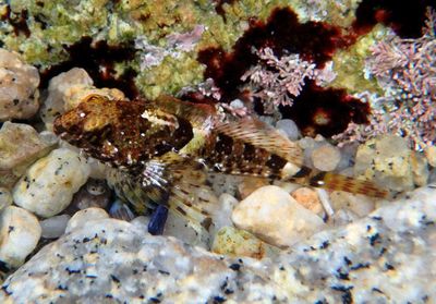 Rosy Sculpin