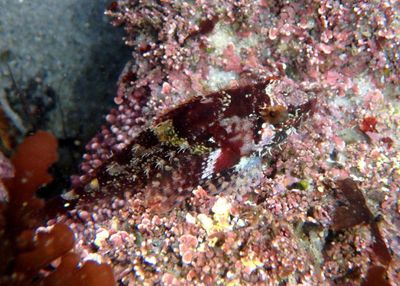 Rosy Sculpin