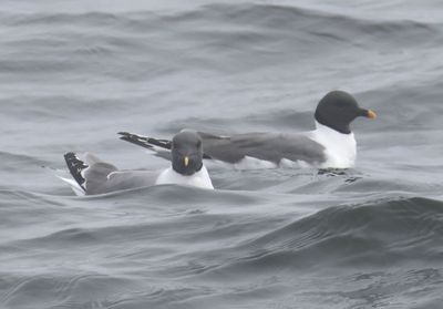 Sabine's Gulls; breeding 