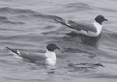 Sabine's Gulls; breeding 