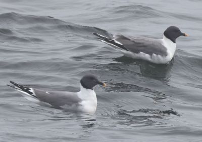 Sabine's Gulls; breeding