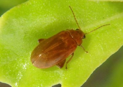 Scirtes oblongus; Marsh Beetle species