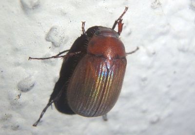 Sericini June Beetle species