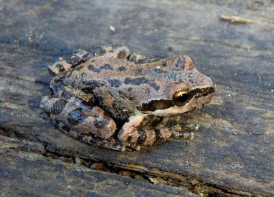 Sierran Treefrog 