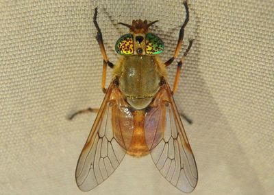 Silvius gigantulus; Deer Fly species