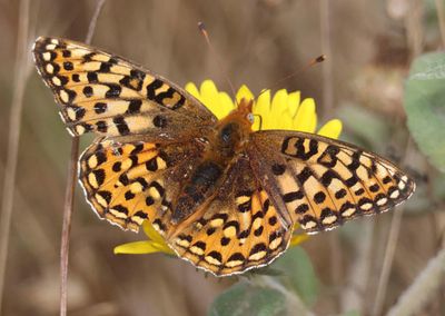 Speyeria callippe; Callippe Fritillary