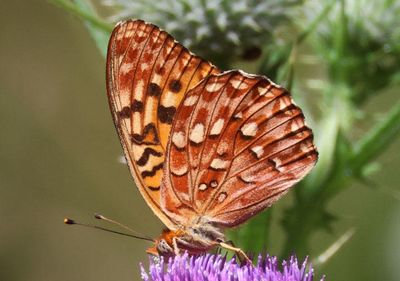 Speyeria hydaspe; Hydaspe Fritillary