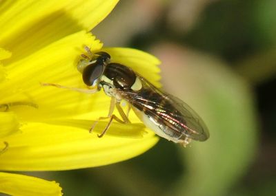 Sphaerophoria sulphuripes; Syrphid Fly species; female