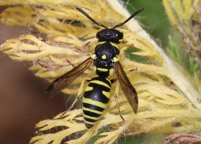 Stenodynerus anormis complex; Mason Wasp species