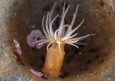 Striped Green Sea Anemone 