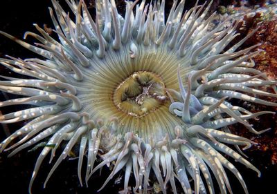 Sunburst Anemone