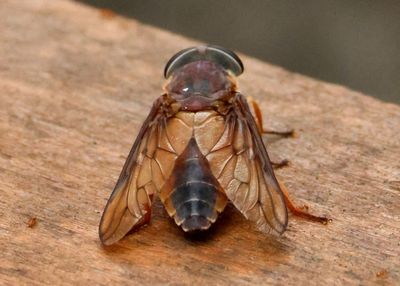 Tabanus fumipennis; Horse Fly species