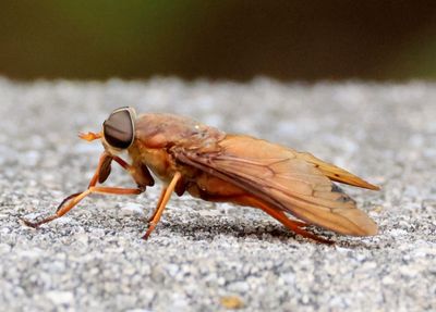 Tabanus fumipennis; Horse Fly species