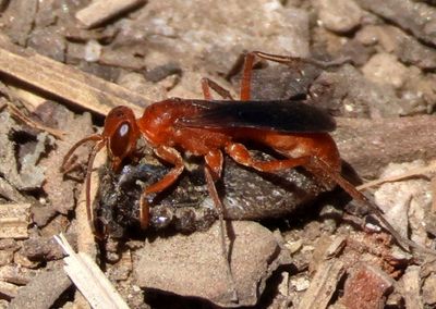 Tachypompilus unicolor; Western Red-tailed Spider Wasp
