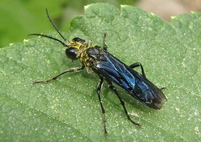 Tenthredo Common Sawfly species