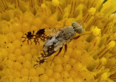 Tephritis ovatipennis; Fruit Fly species