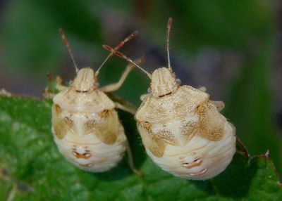 Thyanta Stink Bug species nymphs