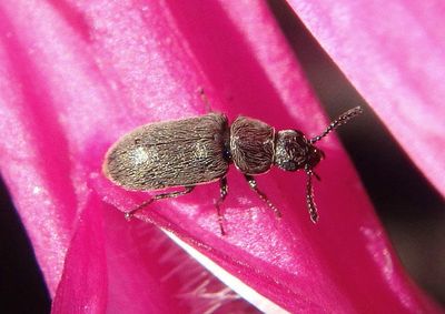 Trichochrous Soft-winged Flower Beetle species