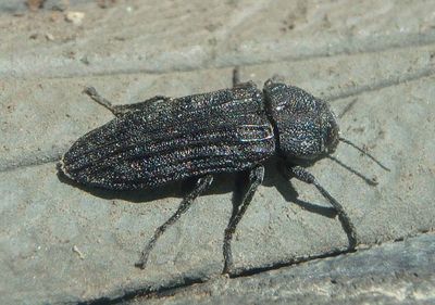 Polycesta Metallic Wood-boring Beetle species