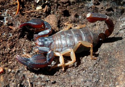 Uroctonus mordax; California Forest Scorpion